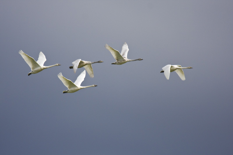 Tundra Swans In Flight